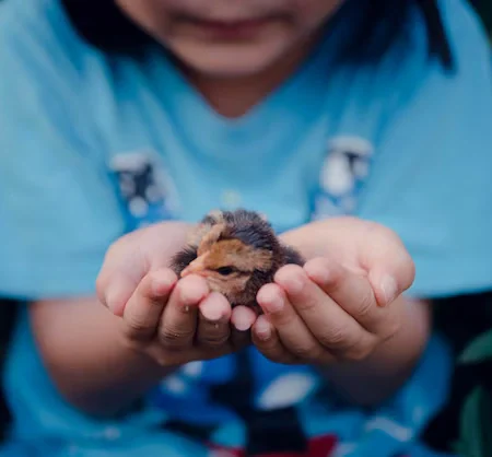 Curso en Derecho de los Animales (3)