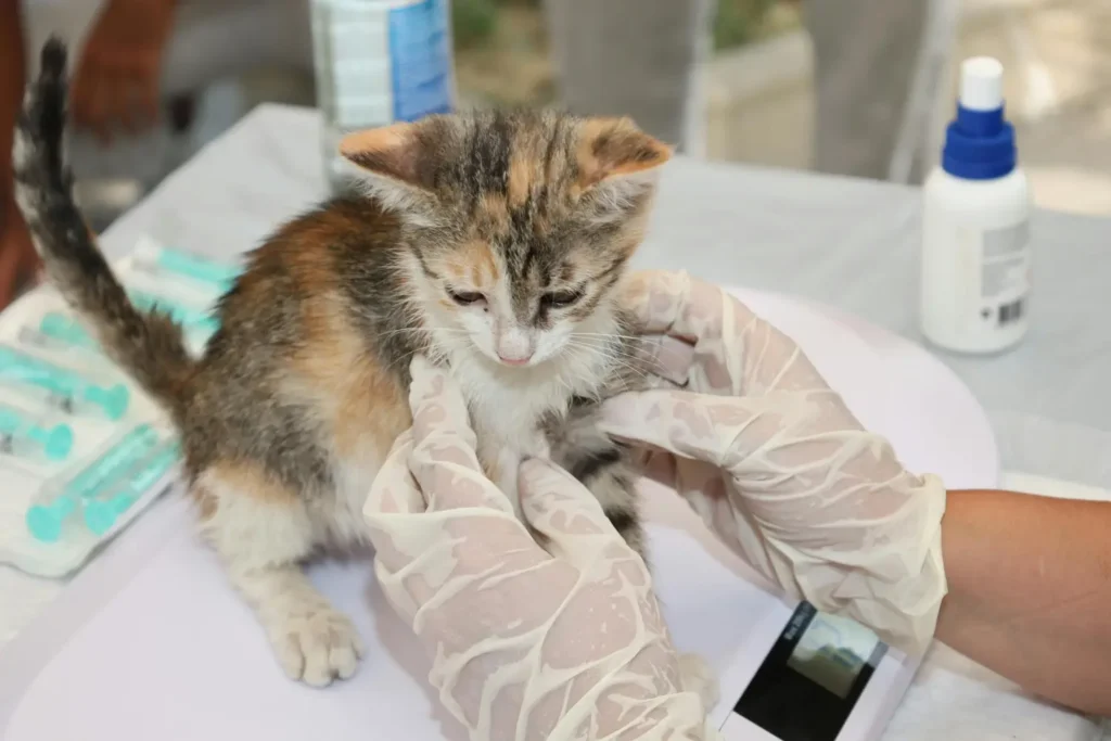 Curso de Laparoscopia Básica en Pequeños Animales 1