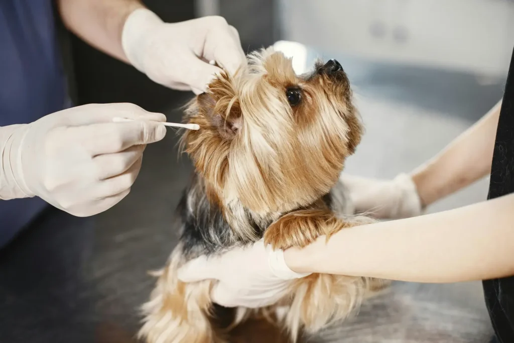 Curso de Laparoscopia Básica en Pequeños Animales 2