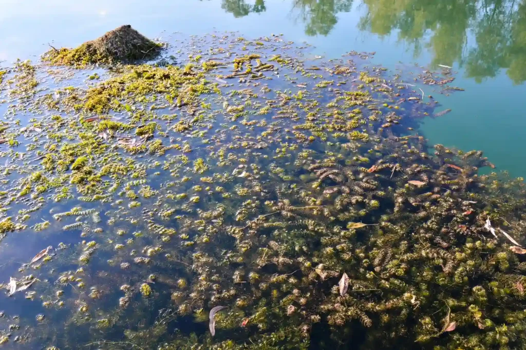 Curso-de-Monitoreo-y-Muestreo-de-Microplasticos-en-Ecosistemas-Acuaticos-1