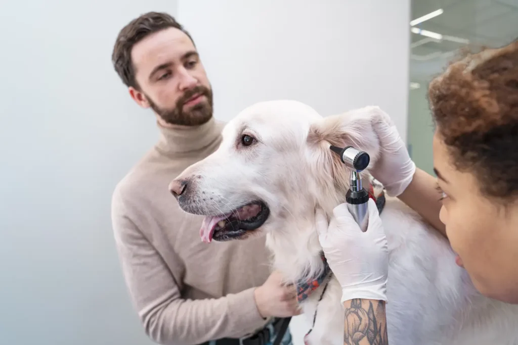 Curso sobre Otitis Crónica Refractaria Vídeo-Otoscopia y Cirugía en Veterinaria 3
