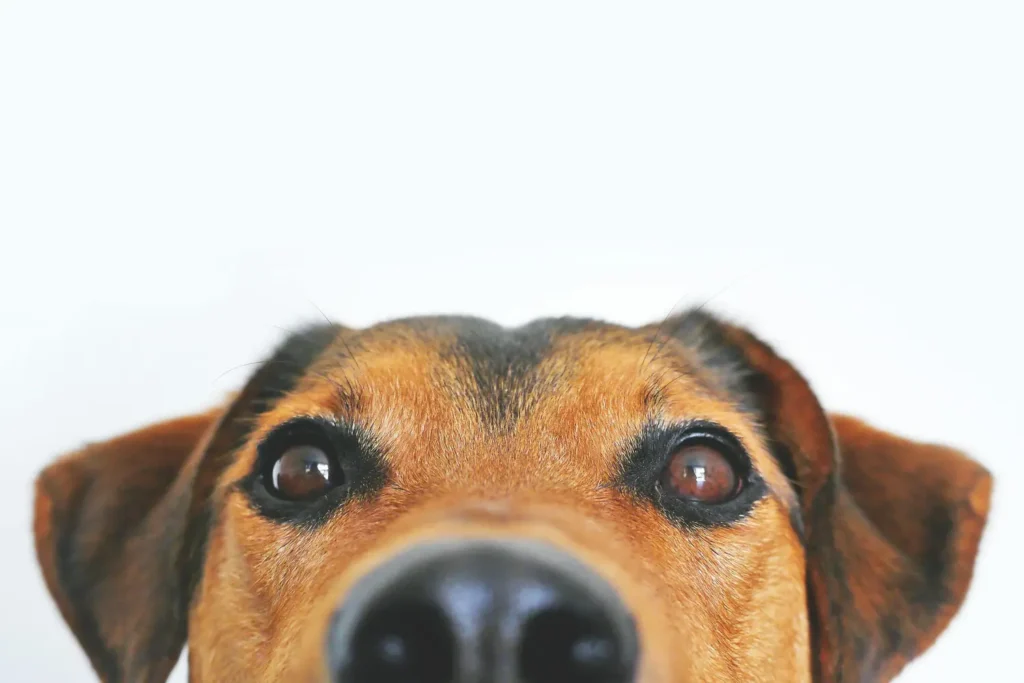 Diplomado en Dermatología Clínica y Otología en Pequeños Animales 3