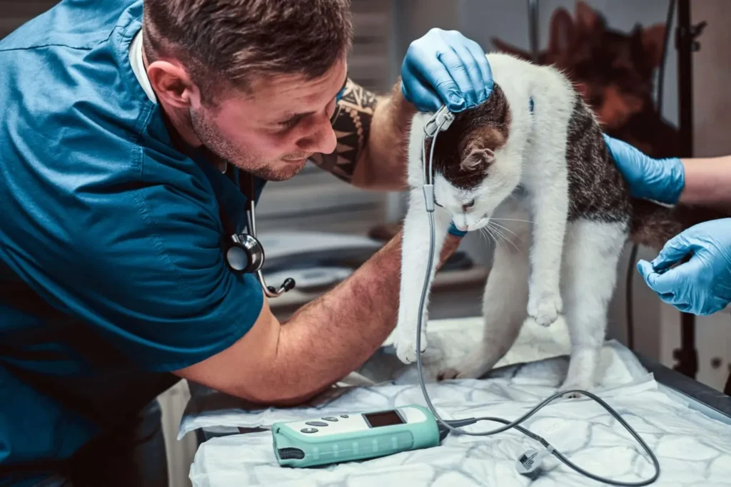Maestría Profesional en Urgencias y Cuidados Intensivos de Pequeños Animales (ECCUCI) 3