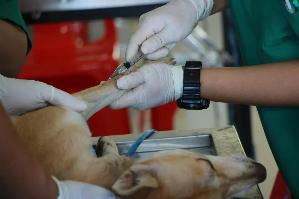 Maestría en Dermatología y Alergología Veterinaria 3