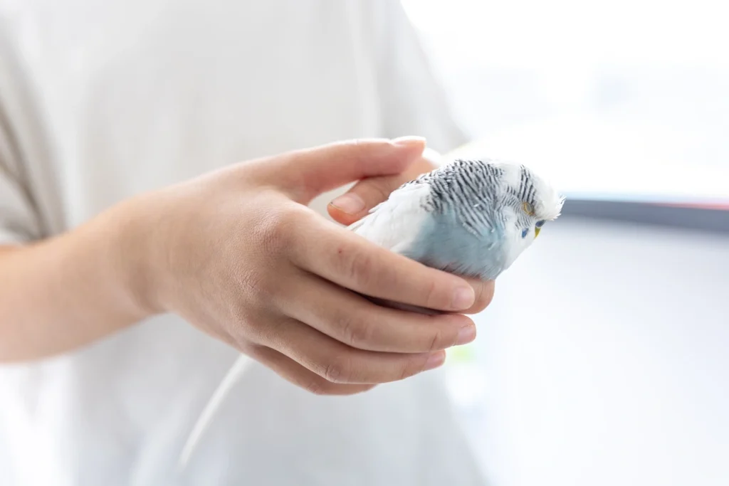 Maestría en Diagnóstico por Imagen en Pequeños Animales 1