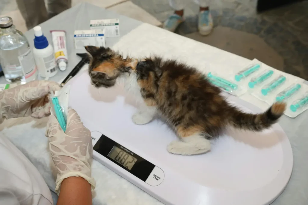 Nutrición Clínica y Gestión de Peso en Pequeños Animales 3